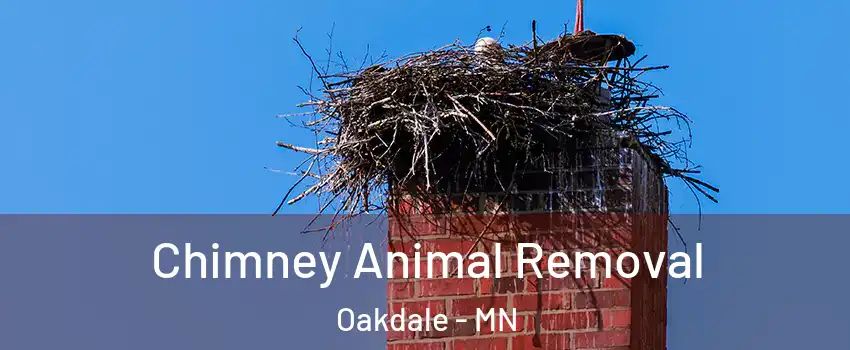  Chimney Animal Removal Oakdale - MN