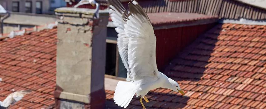 Residential Chimney Animal Removal Solution in Oakdale, MN