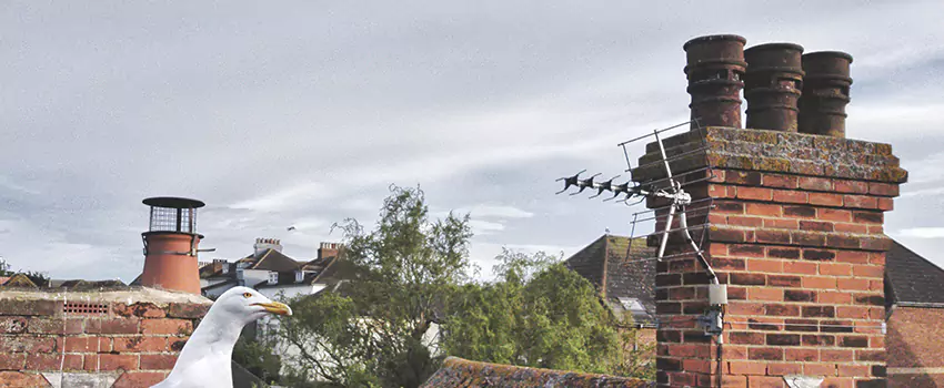 Chimney Cleaning And Restoration in Oakdale, Minnesota